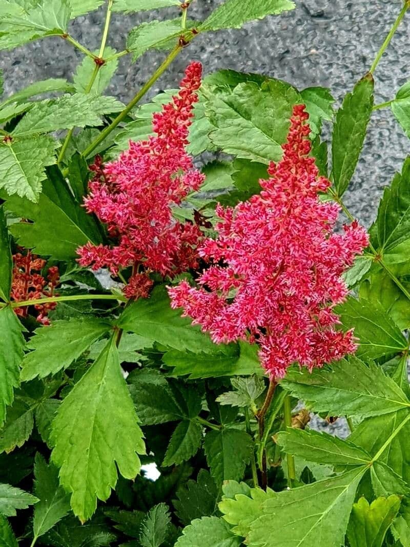 Astilbe rubra