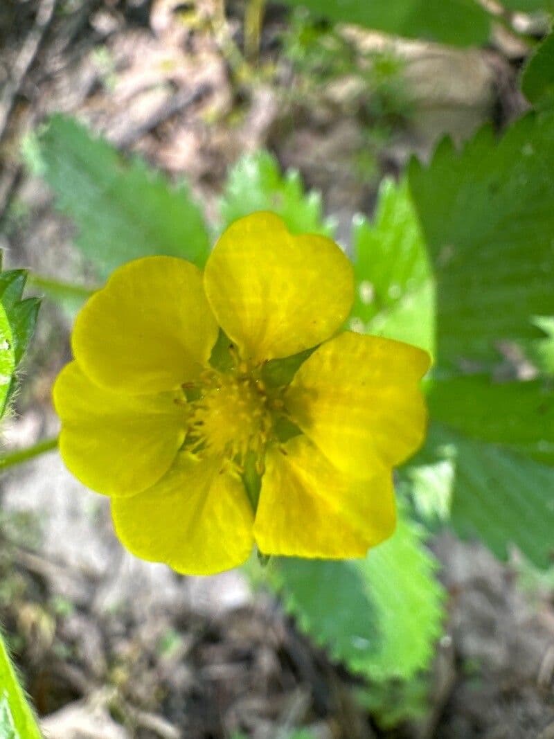 Potentilla simplex