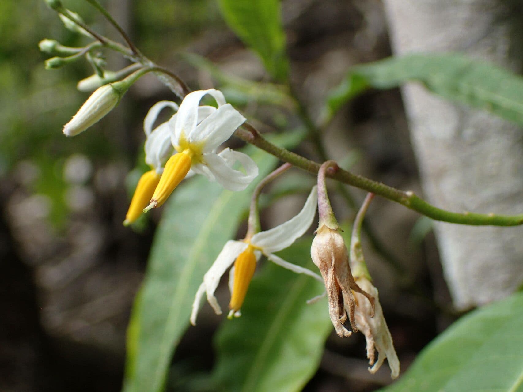 Solanum bahamense