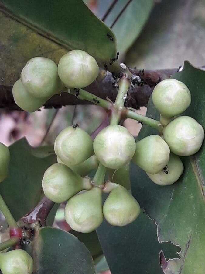 Syzygium samarangense