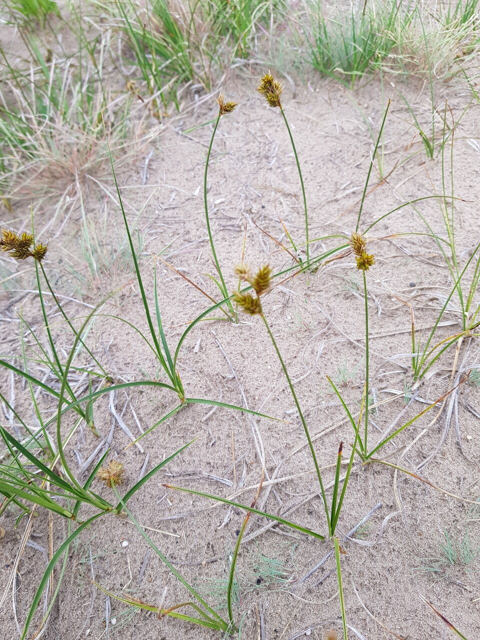 Carex arenaria