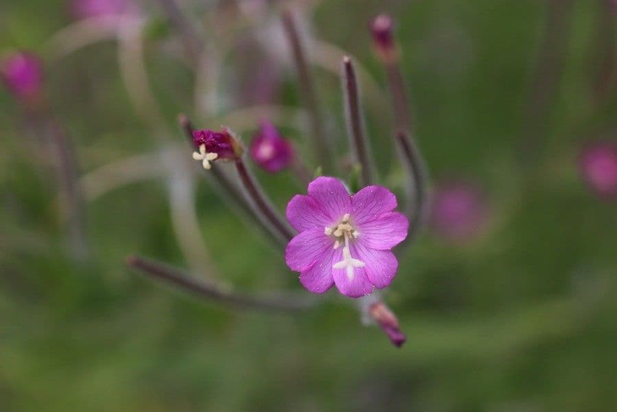 Epilobium parviflorum