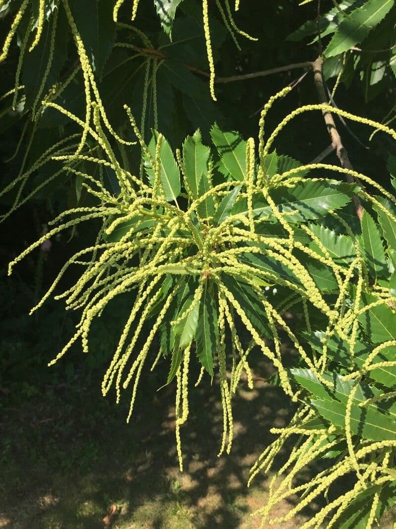 Castanea sativa