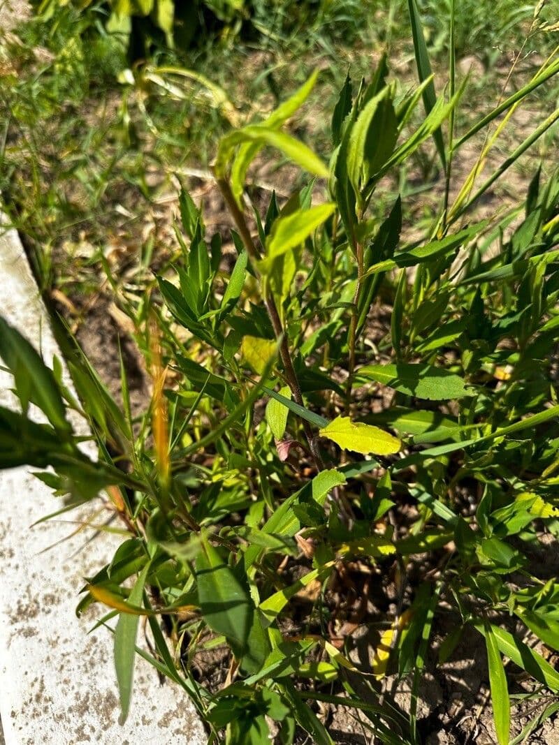 Iva frutescens
