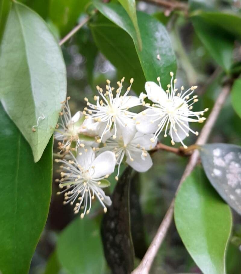 Eugenia uniflora