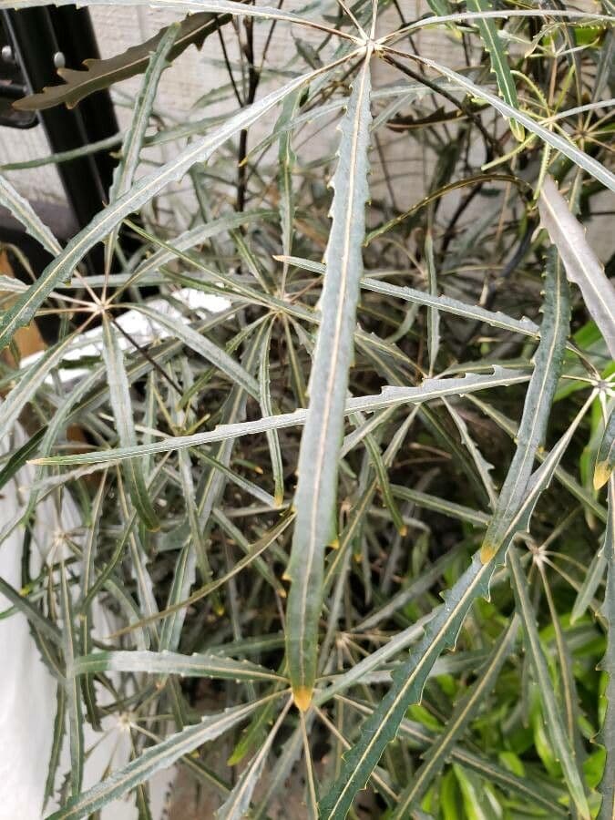 Plerandra elegantissima