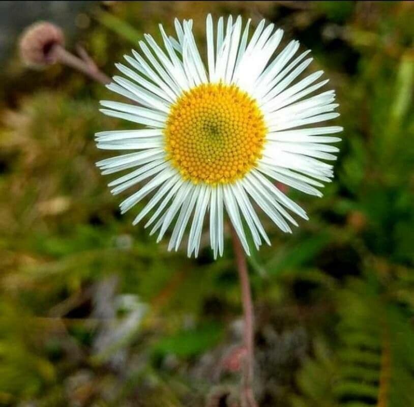 Erigeron coulteri