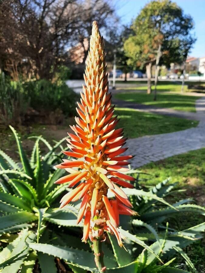 Aloe arborescens