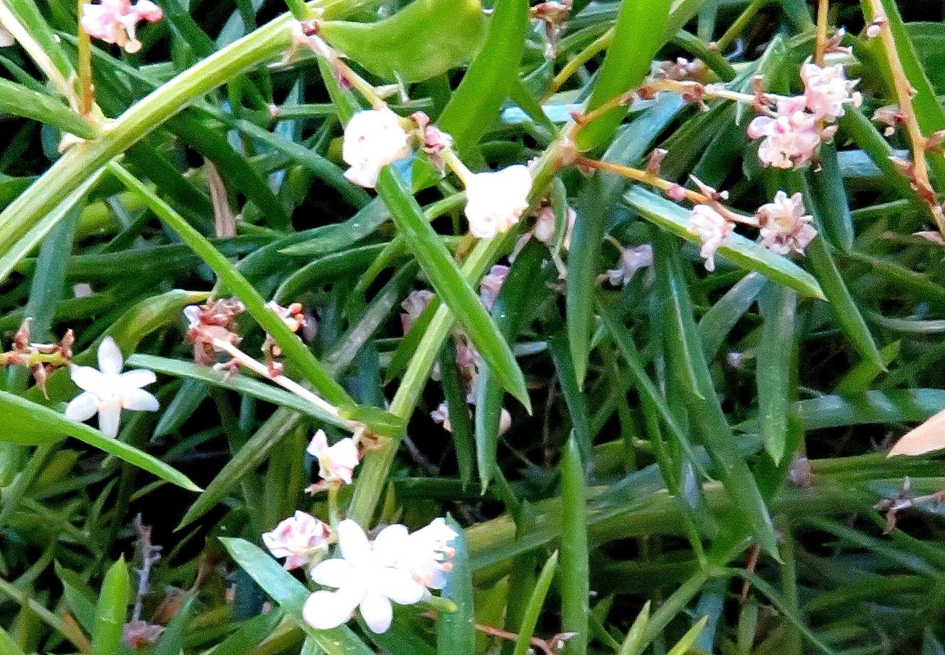 Asparagus setaceus