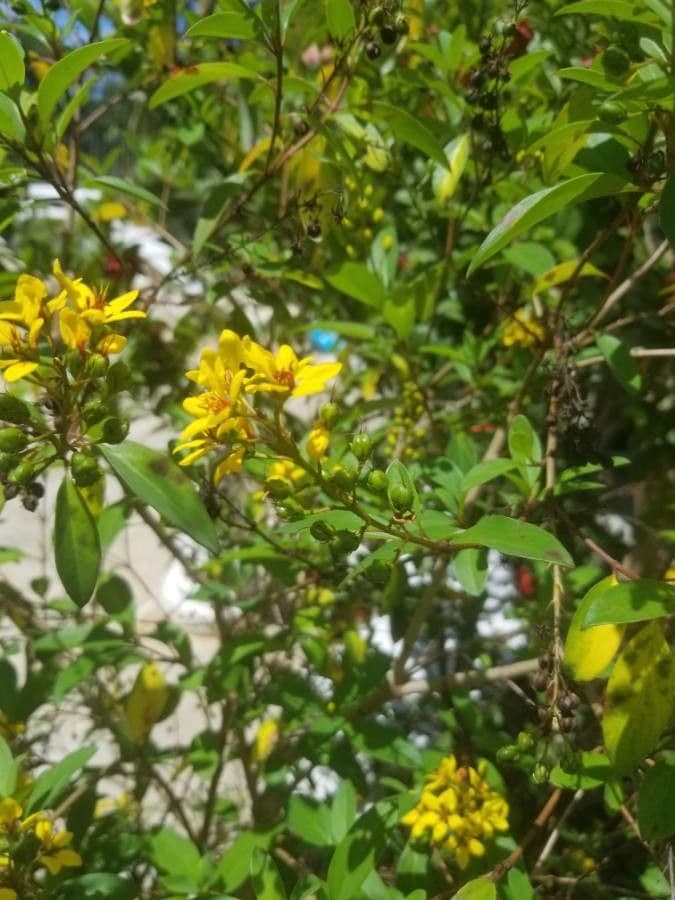 Ochna serrulata