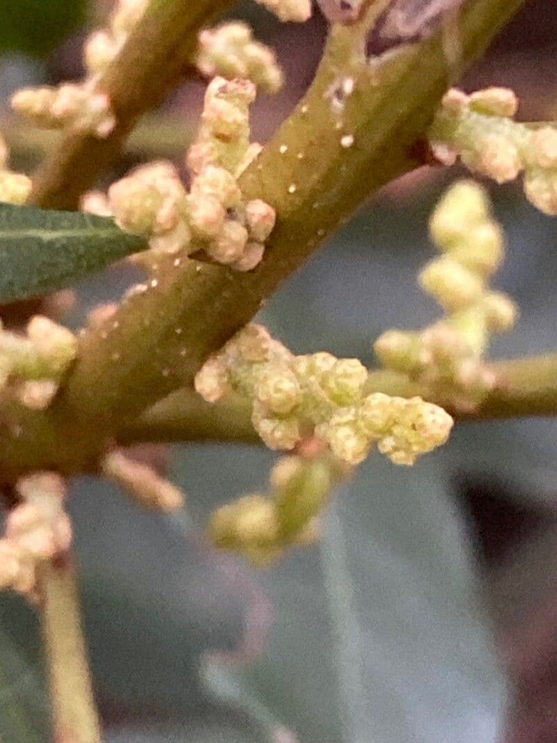 Myrica faya