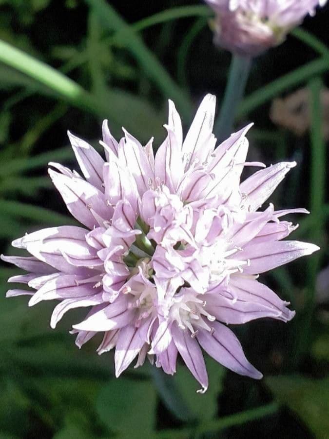 Allium schoenoprasum