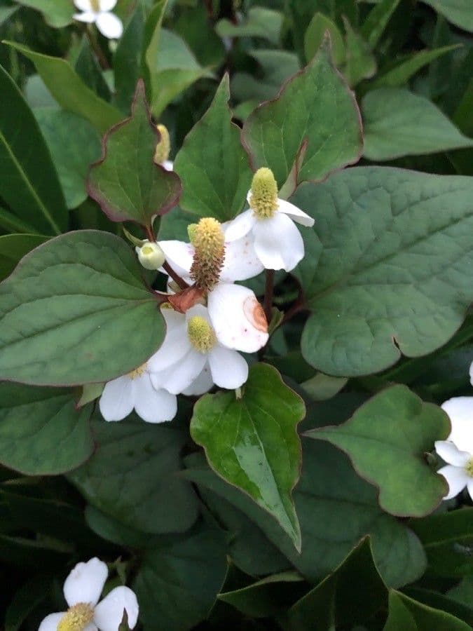 Houttuynia cordata