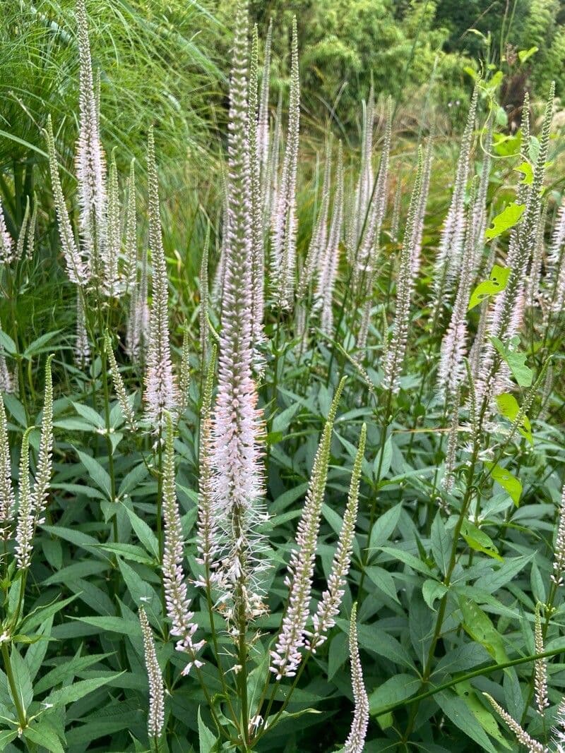 Veronicastrum virginicum