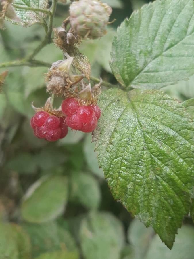 Rubus albiflorus