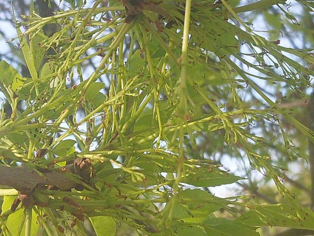 Fraxinus latifolia