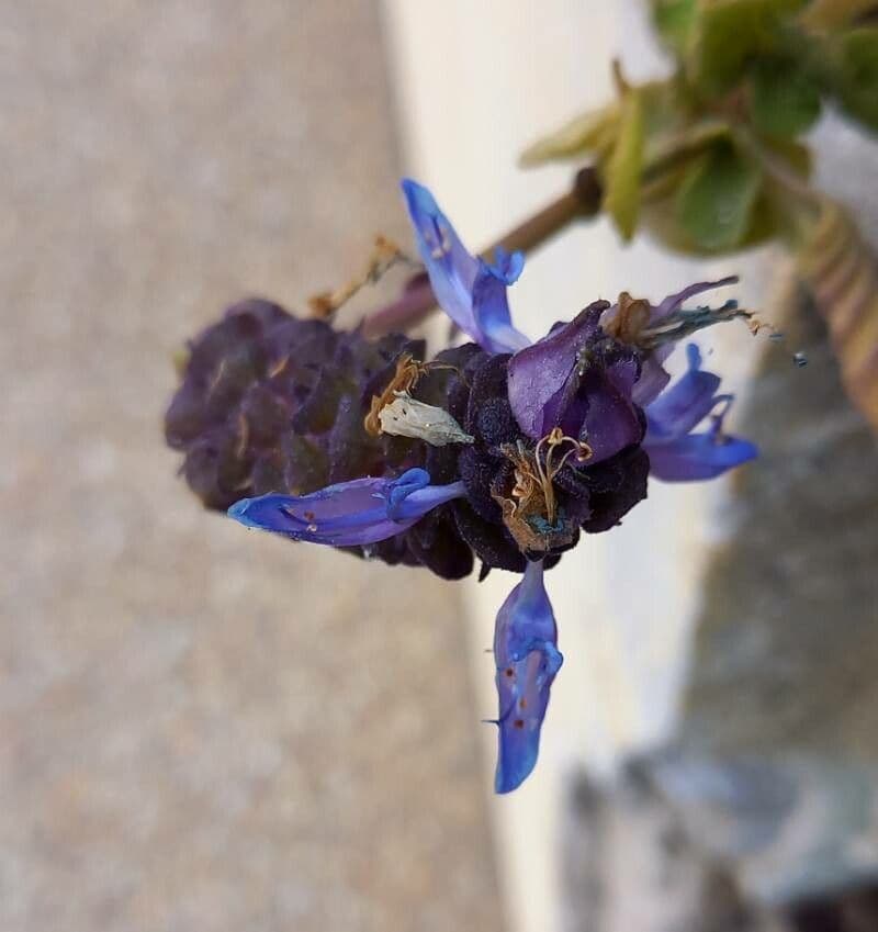 Coleus amboinicus