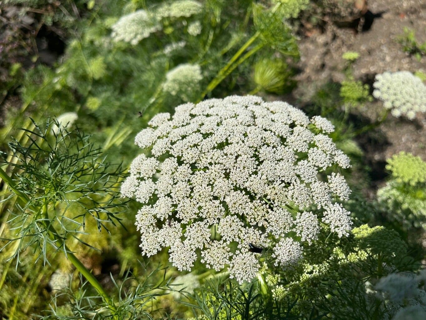 Visnaga daucoides