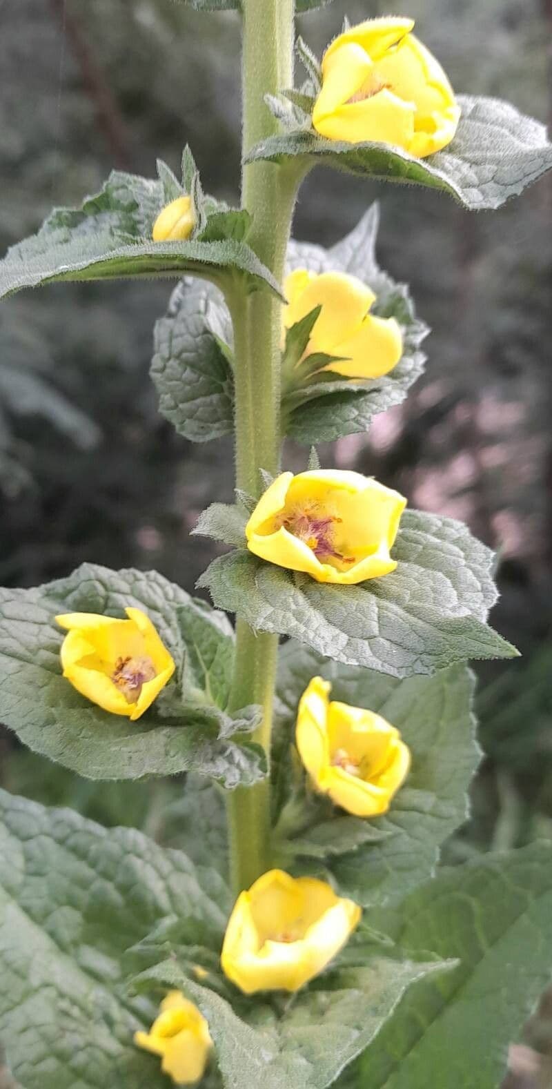 Verbascum virgatum