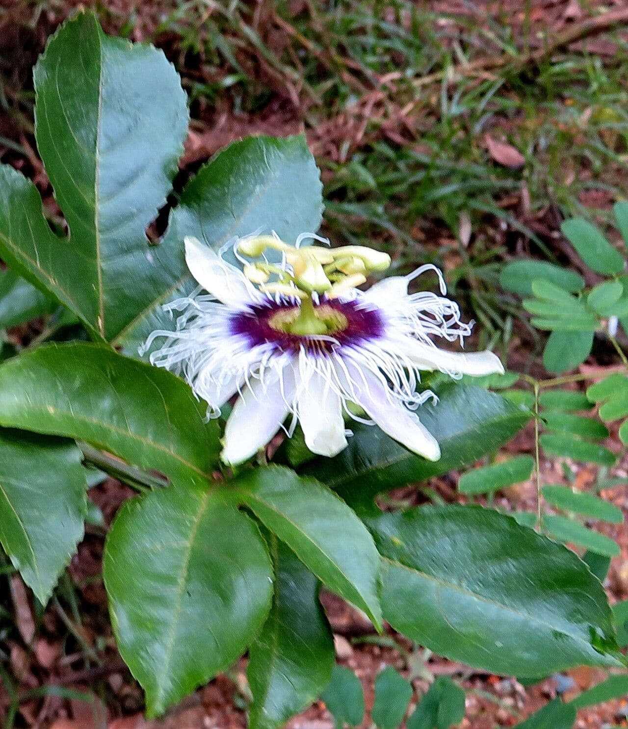 Passiflora edulis