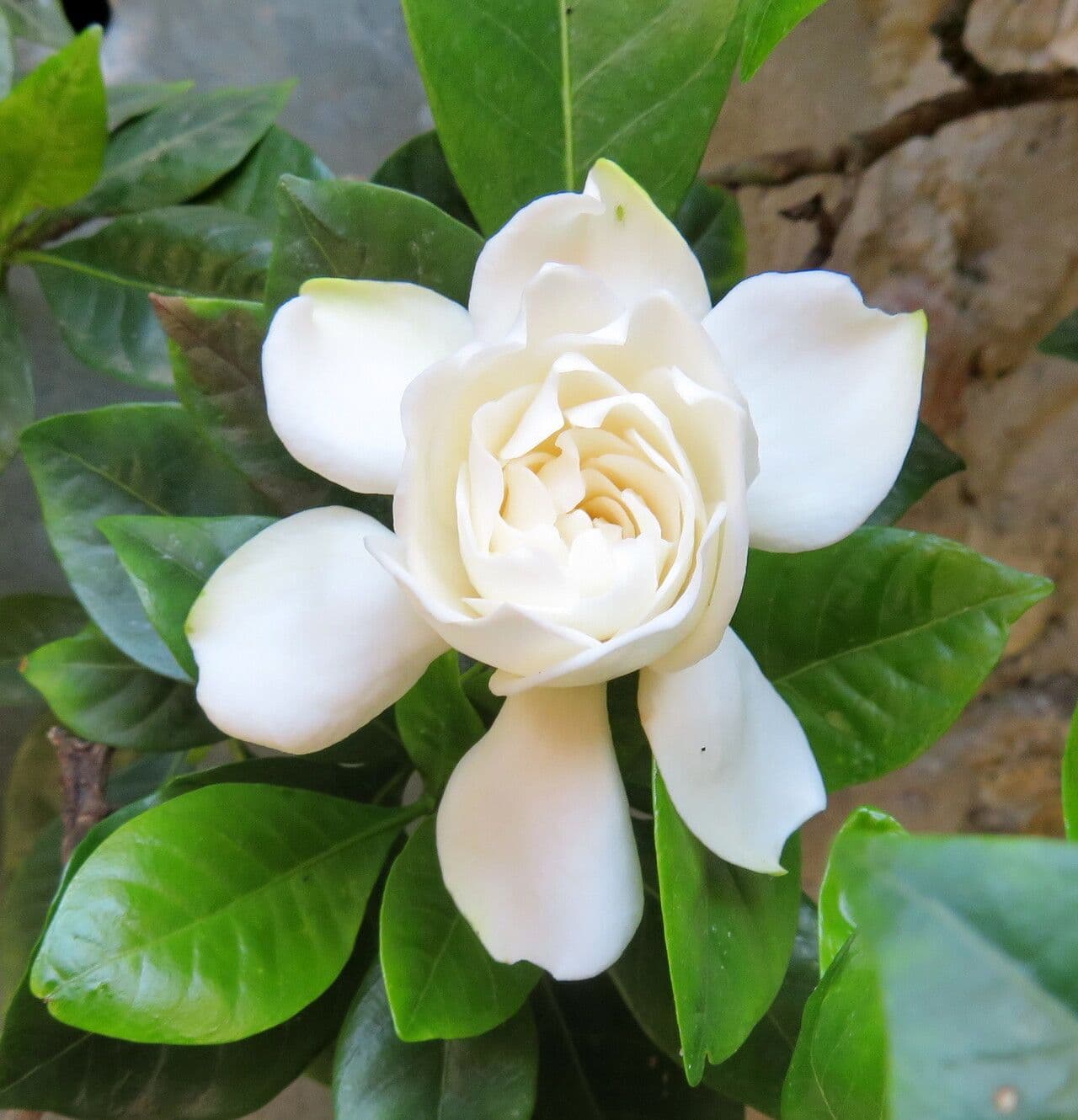 Gardenia jasminoides