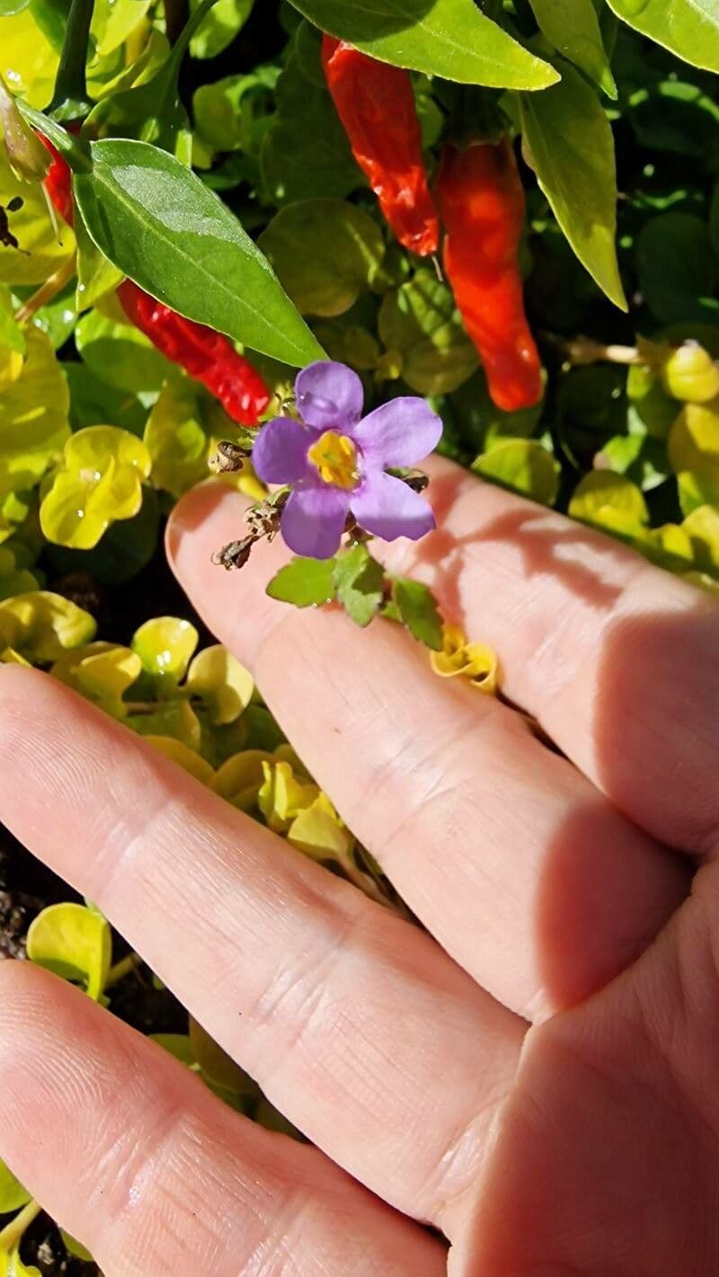 Bacopa monnieri