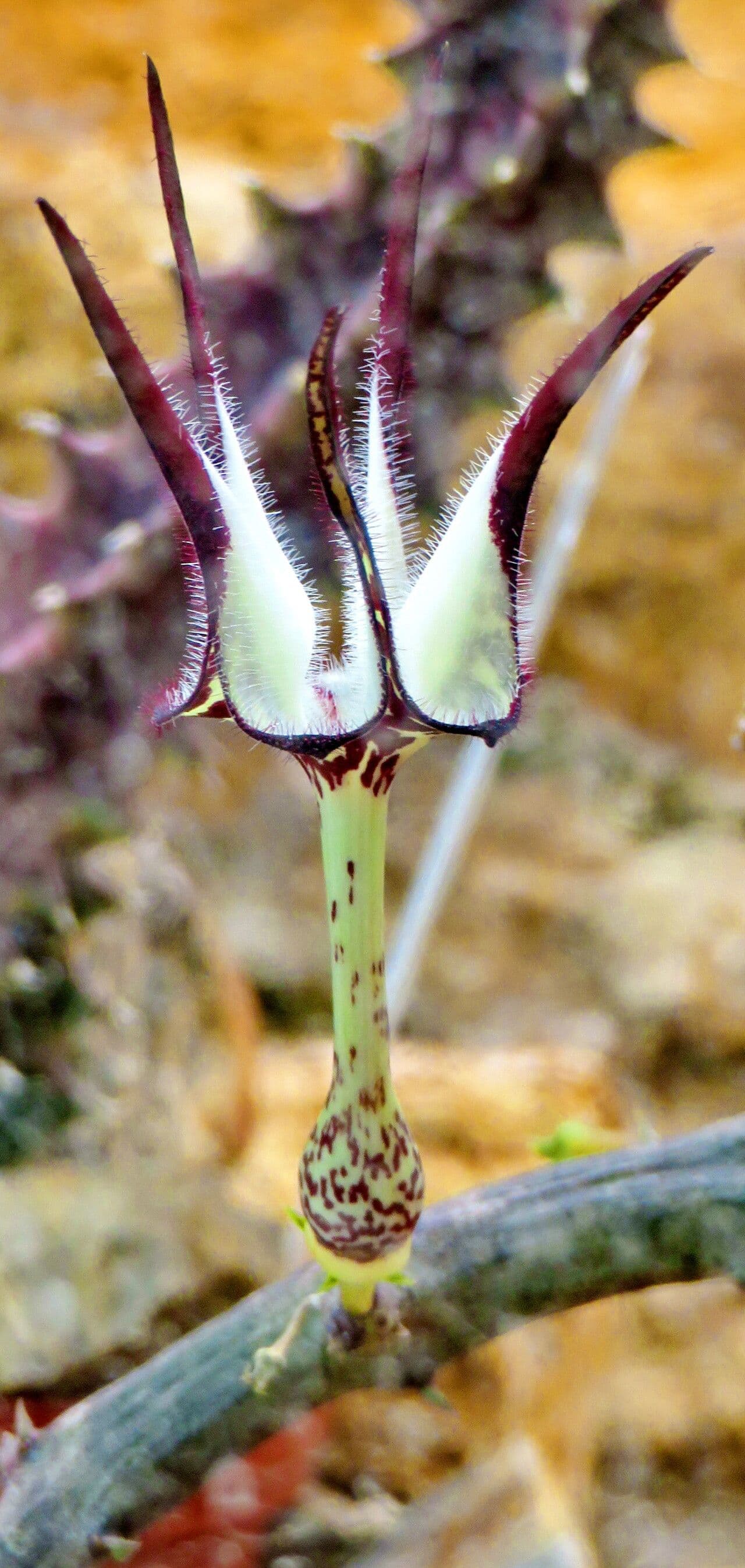 Edithcolea grandis