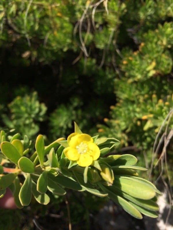 Suriana maritima