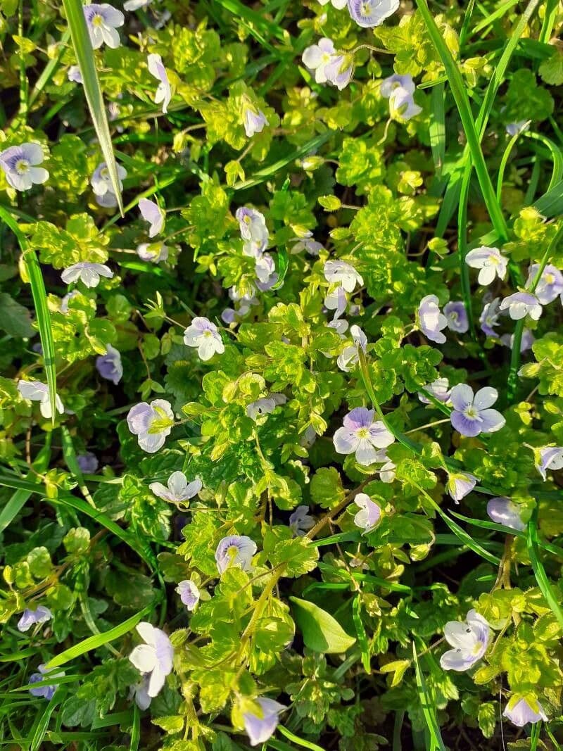 Veronica filiformis