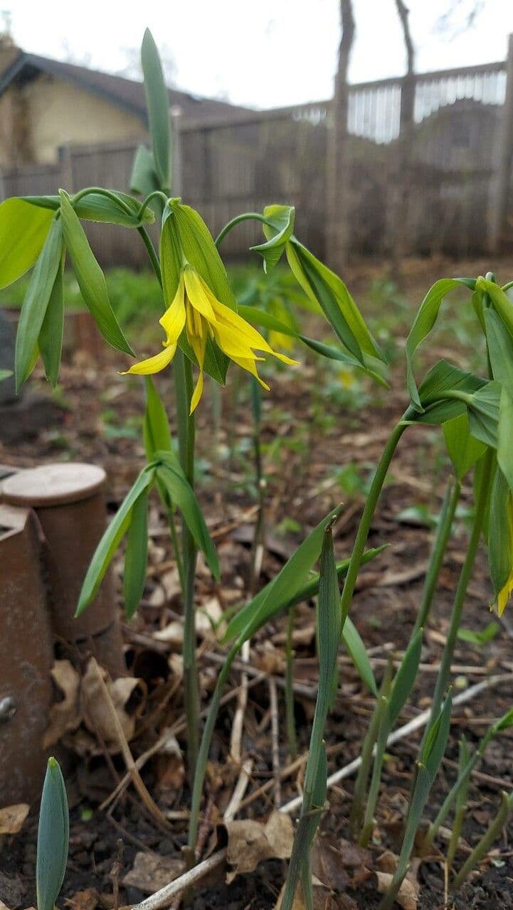 Uvularia grandiflora