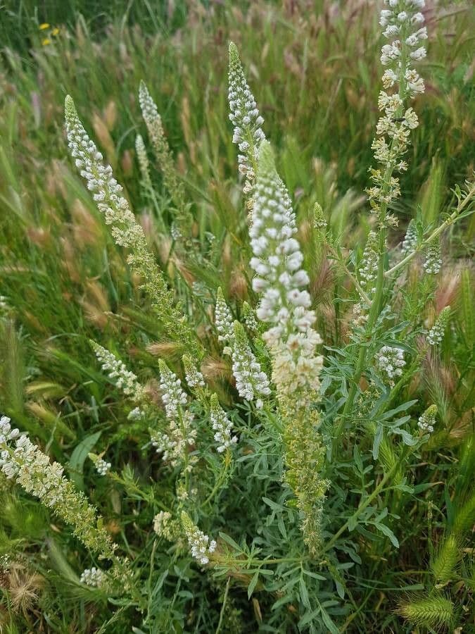 Reseda alba