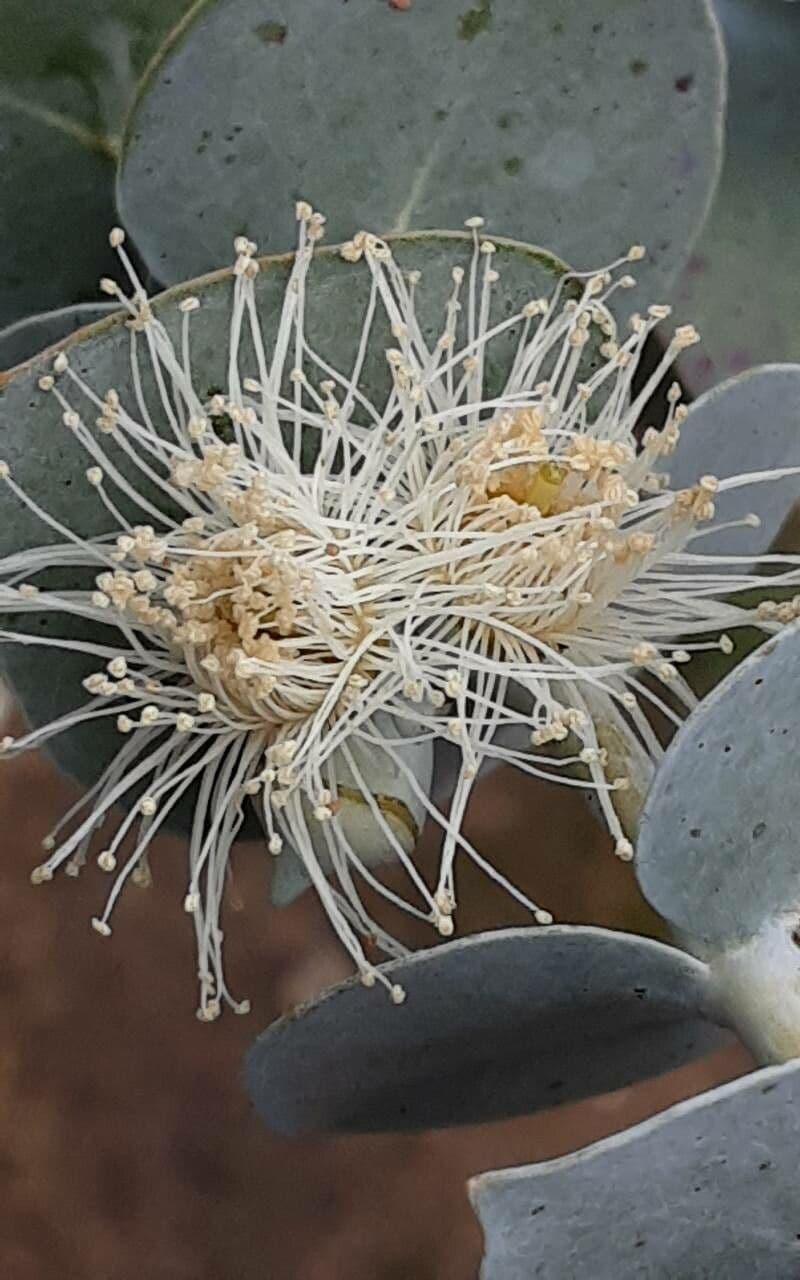 Eucalyptus pulverulenta