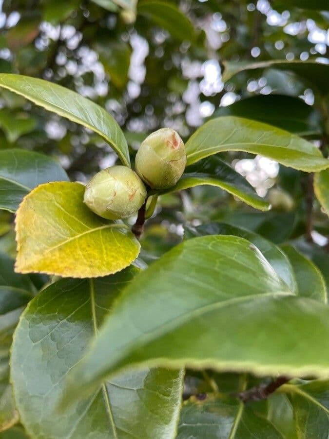 Camellia japonica