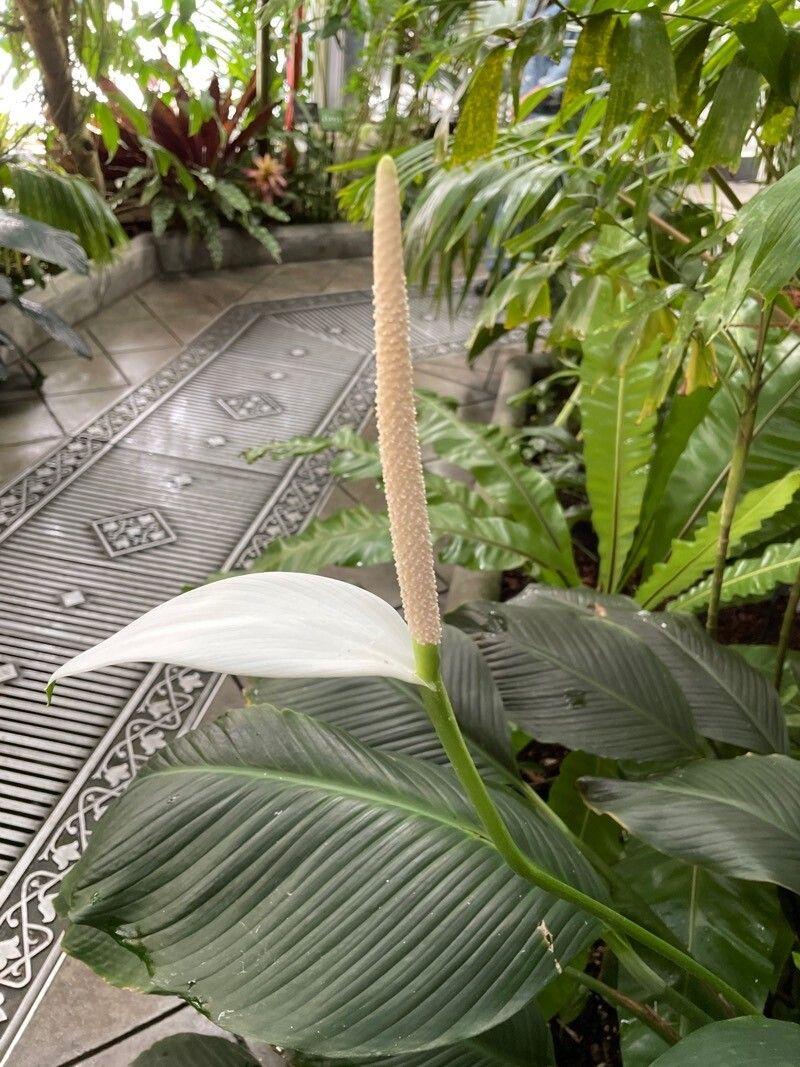 Spathiphyllum cannifolium