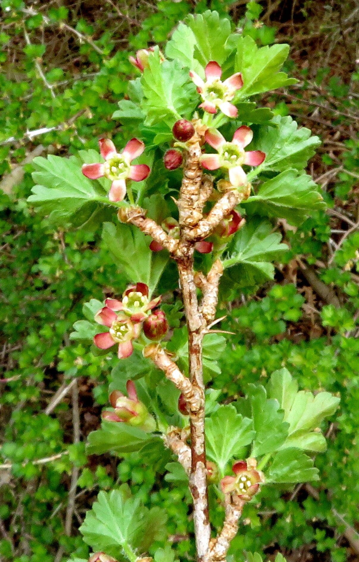 Ribes nigrum