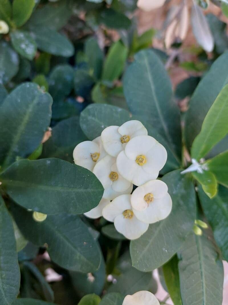 Euphorbia lophogona