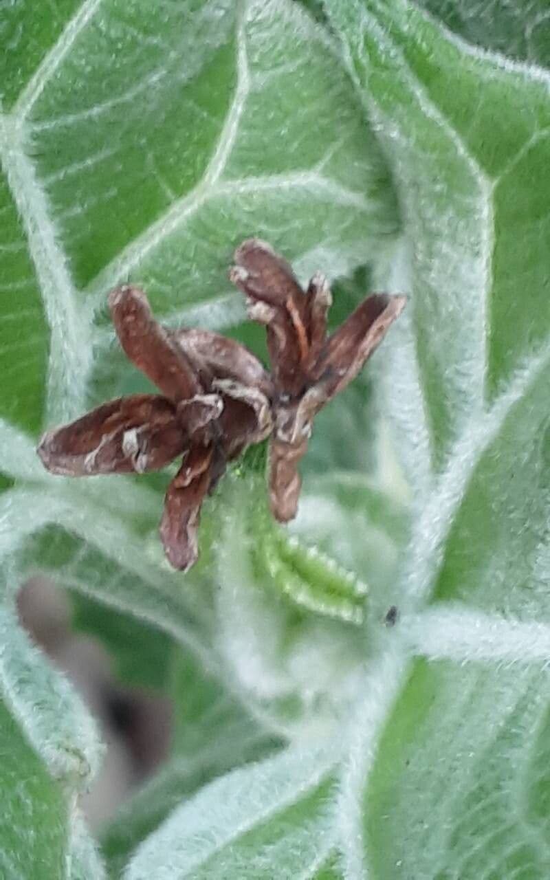 Smallanthus sonchifolius