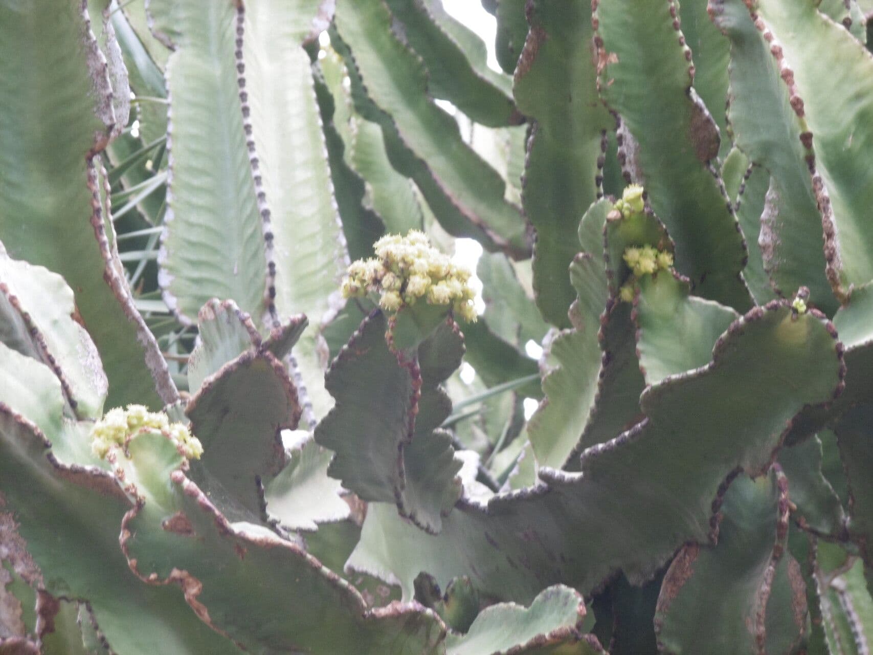 Euphorbia abyssinica