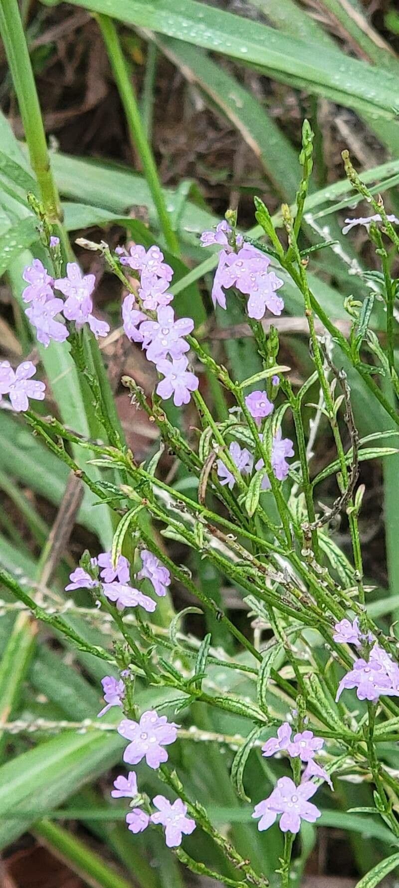 Verbena halei