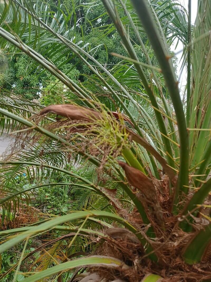 Phoenix roebelenii