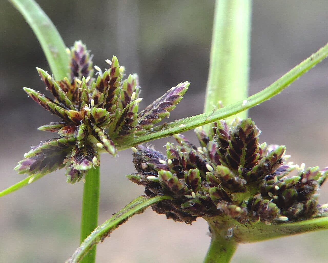 Cyperus fuscus