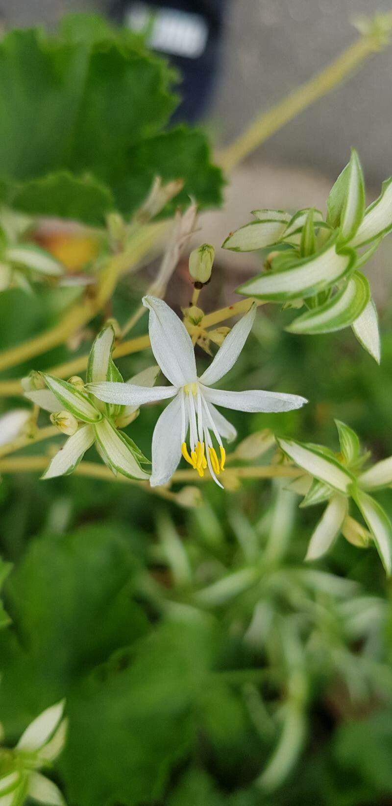 Chlorophytum comosum