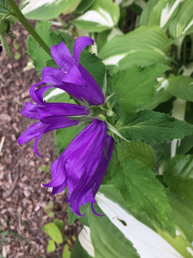 Campanula latifolia