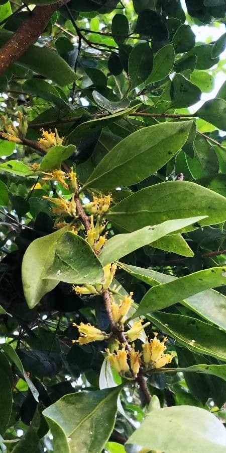 Ficus microcarpa