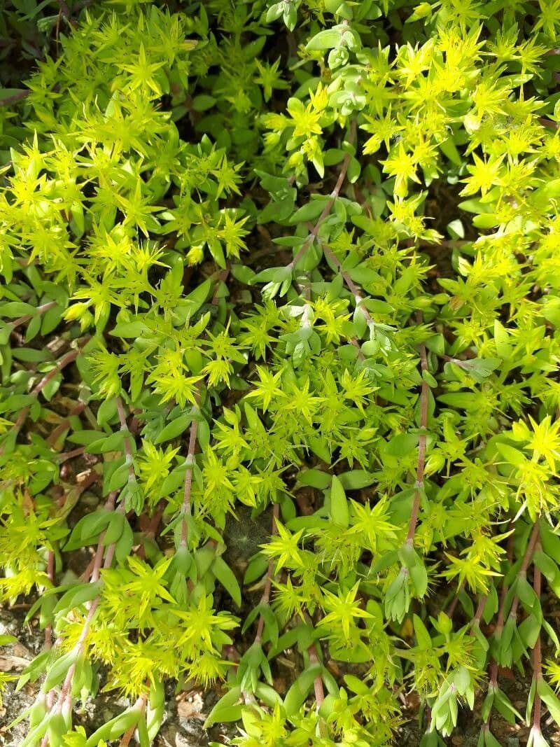 Sedum sarmentosum