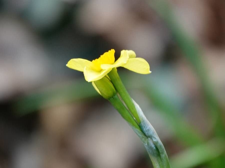 Sisyrinchium californicum