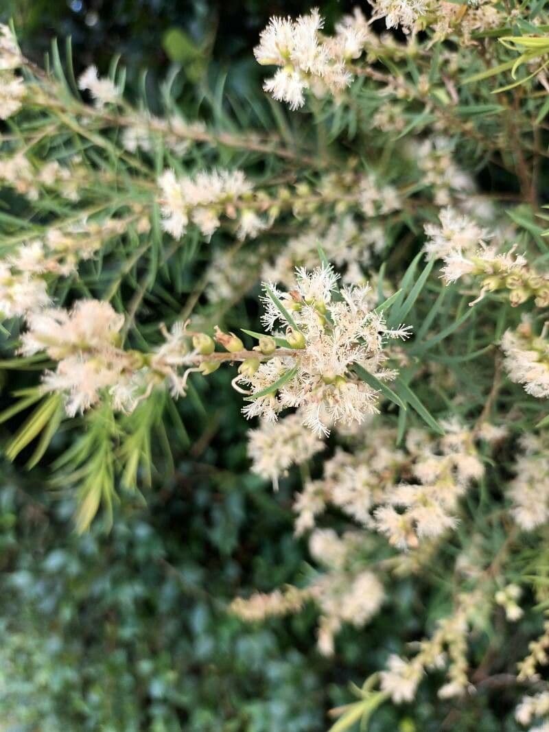 Melaleuca alternifolia