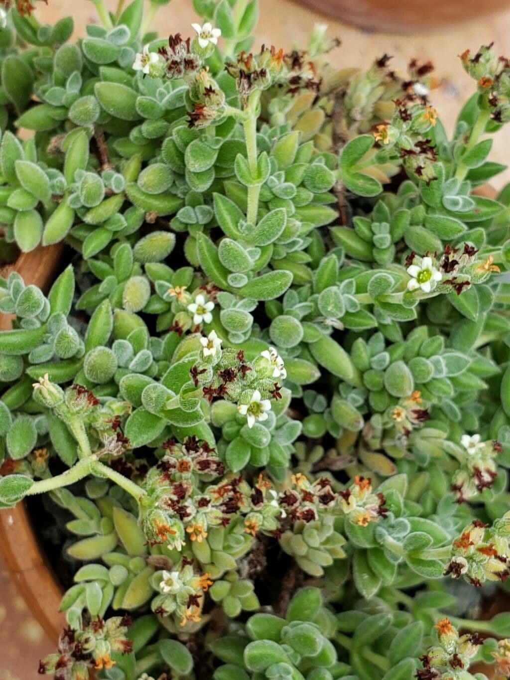 Crassula lanuginosa