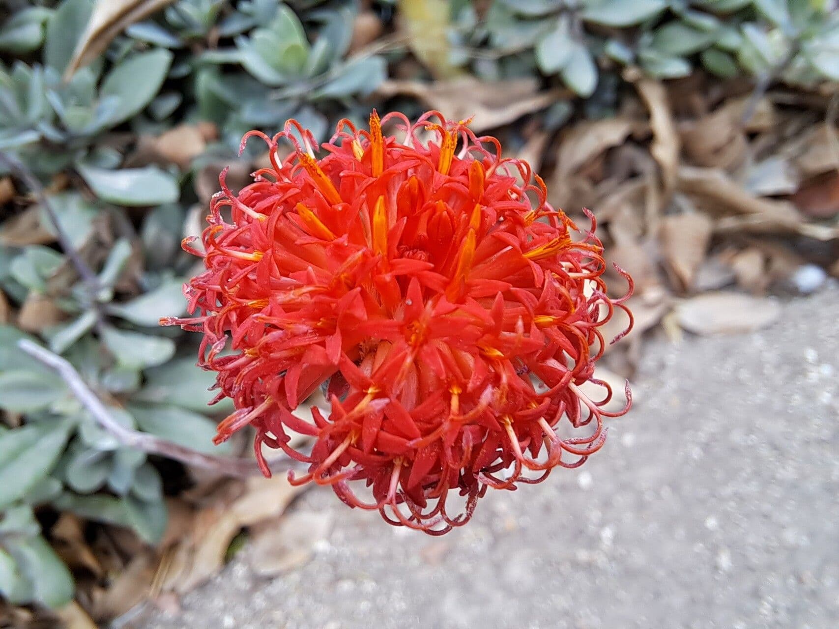 Kleinia grantii