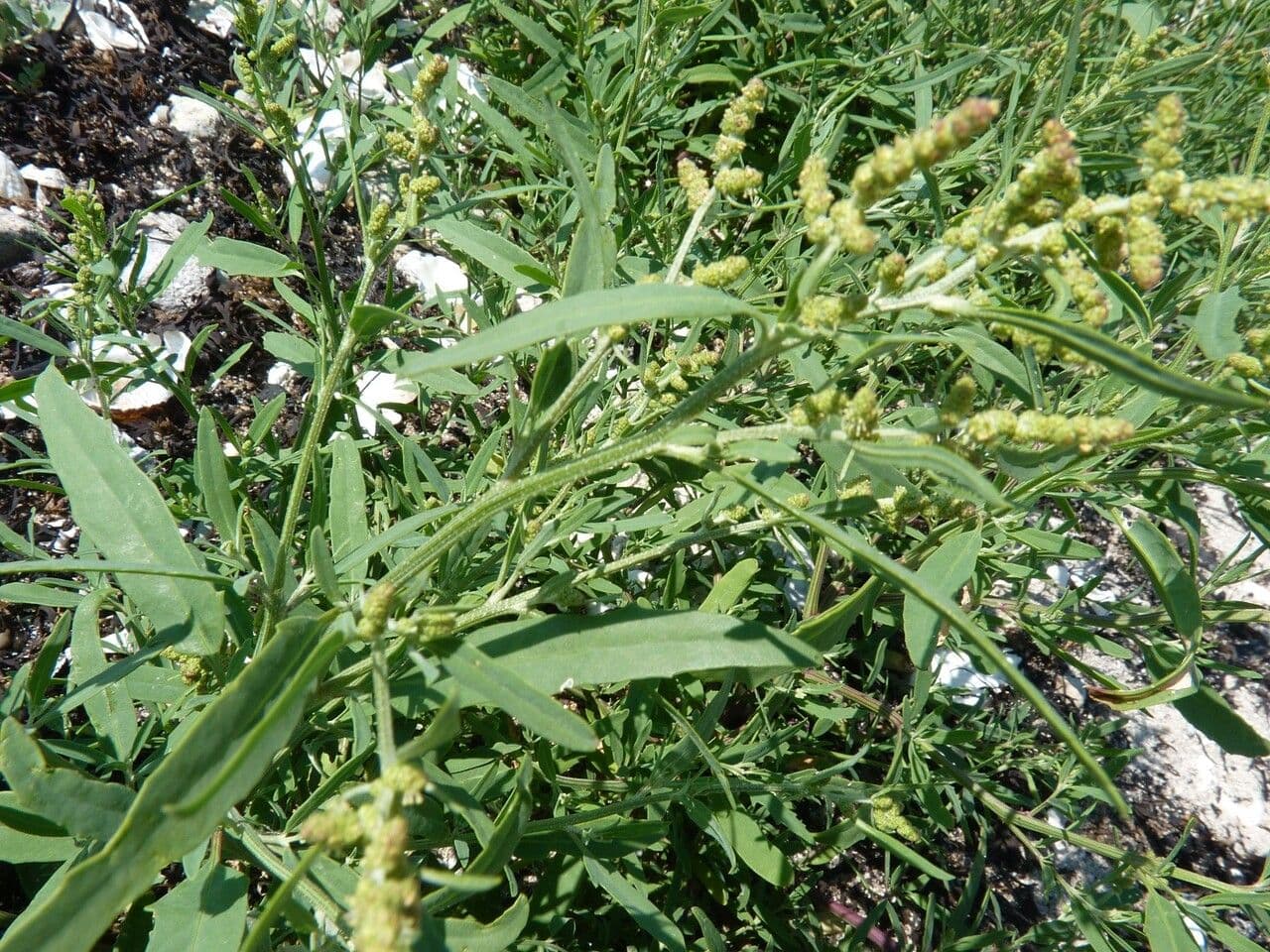 Atriplex littoralis